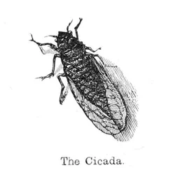 A cigarra